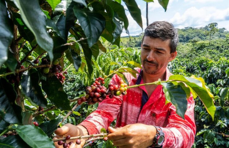 A Juan Valdez grower harvests bright red coffee cherries on a mountainside