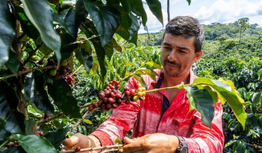 A Juan Valdez grower harvests bright red coffee cherries on a mountainside
