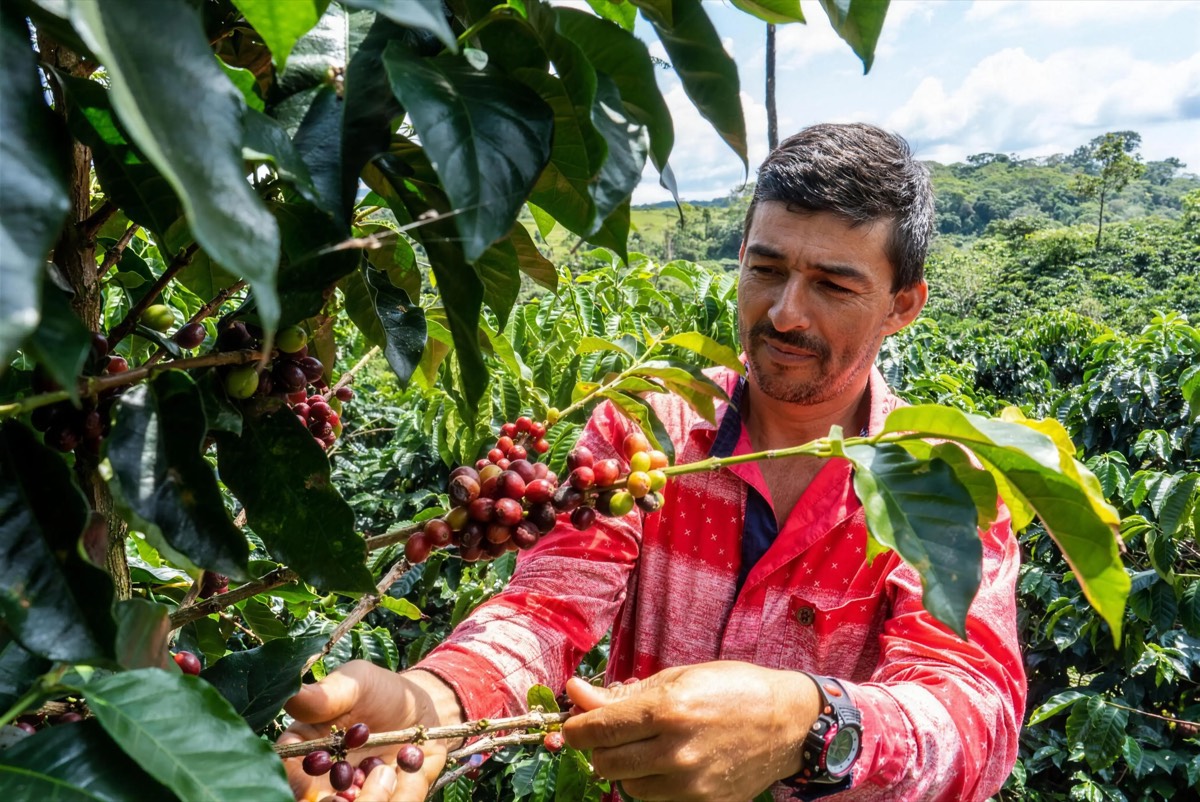 A grower harvests bright red coffee cherries on a mountainside