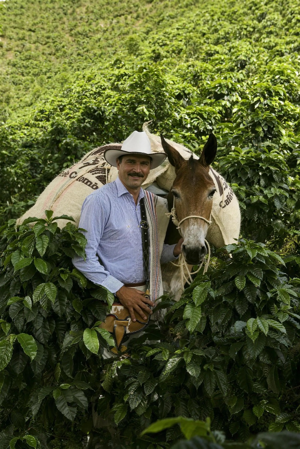 Juan Valdez, the brand's iconic figure, with his mule and a Cafe de Colombia sack among the coffee plants