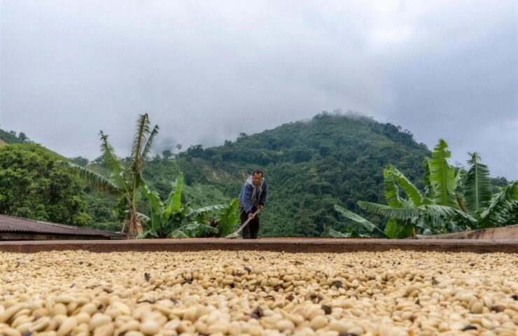 A Colombian coffee grower rakes cherries drying in the sun below misty mountains