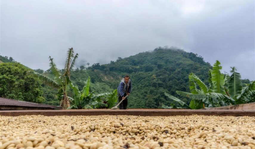 A Colombian coffee grower rakes cherries drying in the sun below misty mountains