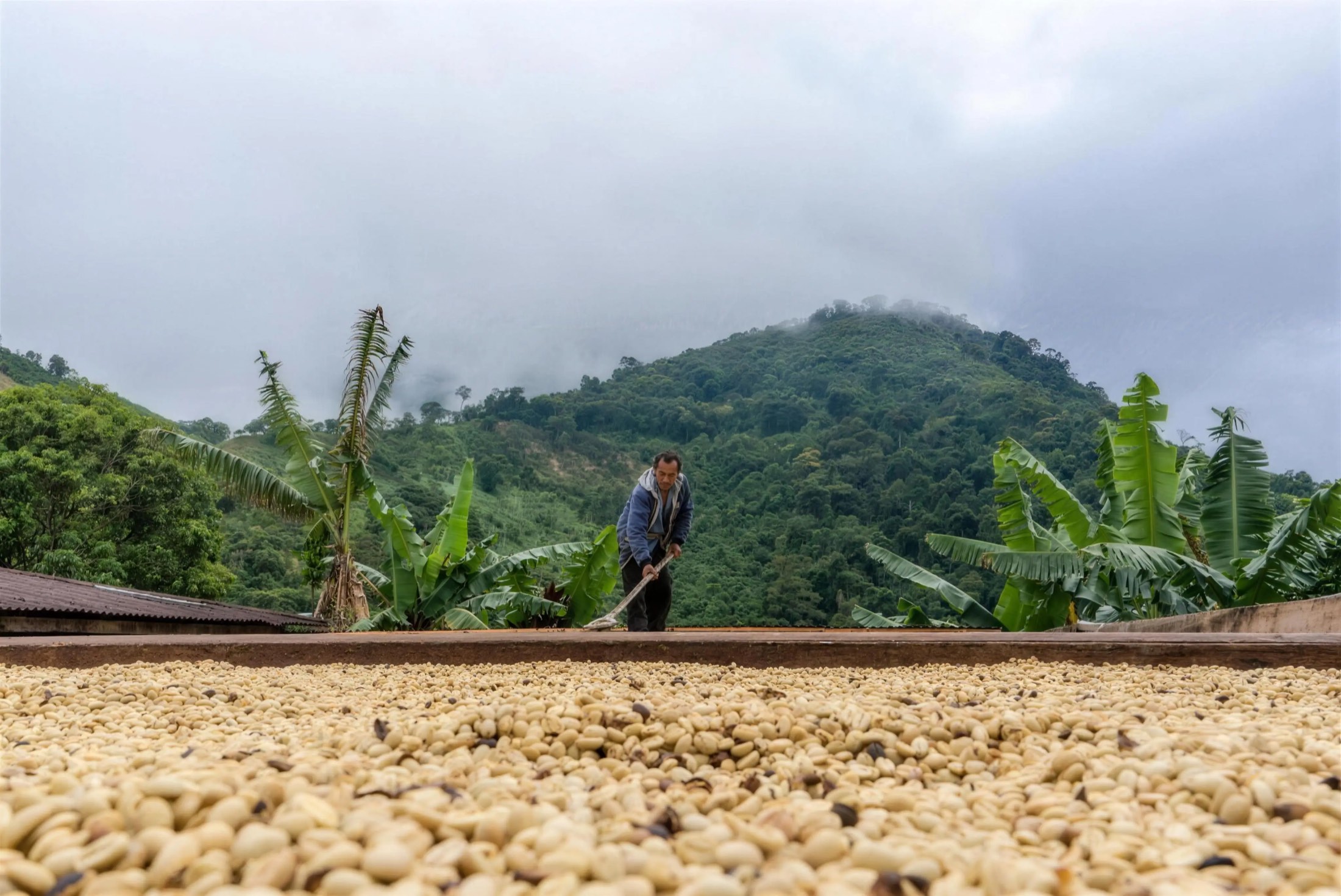 A Colombian coffee grower rakes cherries drying in the sun below misty mountains